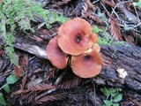 Royoporus badius image