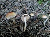 Hebeloma sacchariolens image