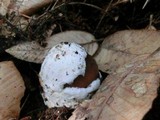 Amanita pachycolea image