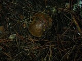 Suillus fuscotomentosus image