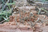 Dendrocollybia racemosa image