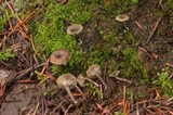 Arrhenia obscurata image