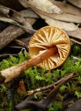 Lepiota exocarpi image