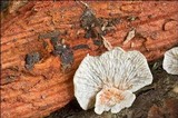 Phanerochaete sanguinea image