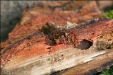 Phanerochaete sanguinea image