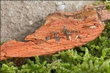 Phanerochaete sanguinea image