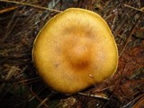 Cortinarius semisanguineus image