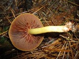 Cortinarius semisanguineus image