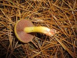 Cortinarius semisanguineus image