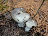 Tricholoma portentosum image