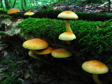 Gymnopilus luteus image