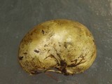 Truncocolumella citrina image