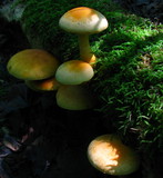 Gymnopilus luteus image