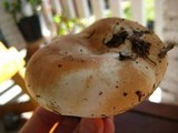 Russula compacta image