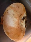 Russula compacta image