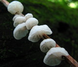 Hemimycena candida image