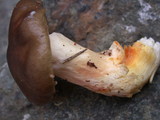 Hygrophorus boyeri image