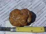 Tuber rufum image