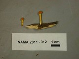 Cyptotrama chrysopepla image
