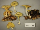 Chrysomphalina strombodes image