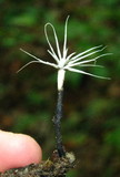 Xylaria tentaculata image