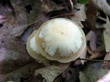 Kuehneromyces marginellus image