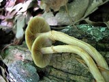 Kuehneromyces marginellus image