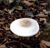 Pluteus petasatus image