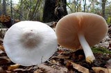 Pluteus petasatus image