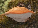 Inonotus hispidus image