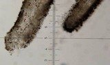Leratiomyces squamosus var. thraustus image