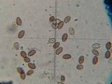 Leratiomyces squamosus image