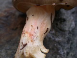 Hygrophorus boyeri image