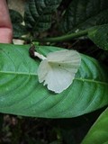 Cotylidia diaphana image