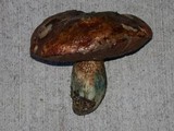 Leccinum manzanitae image