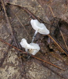 Tetrapyrgos nigripes image