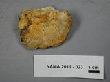 Hypocrea pallida image