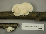 Tyromyces chioneus image