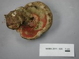 Caloboletus firmus image