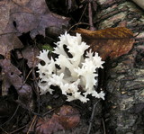 Sebacina sparassoidea image