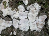 Dendrothele candida image