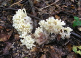 Sebacina sparassoidea image