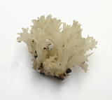 Sebacina sparassoidea image