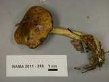 Boletus longicurvipes image