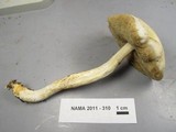 Leccinum holopus var. holopus image