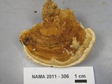 Daedalea quercina image