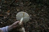 Amanita rhopalopus image