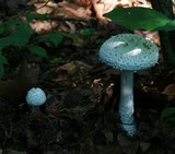 Amanita rhopalopus image