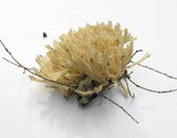 Tremellodendron pallidum image
