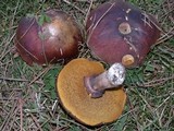 Suillus luteus image